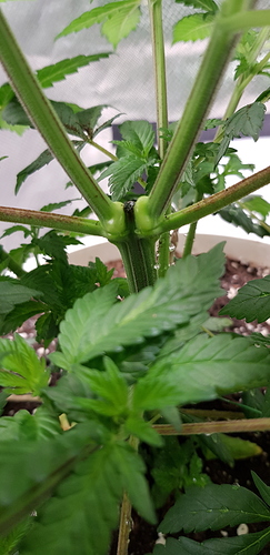 Growreport Bild 3