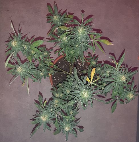Growreport Bild 2