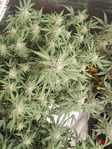 Growreport Bild 12