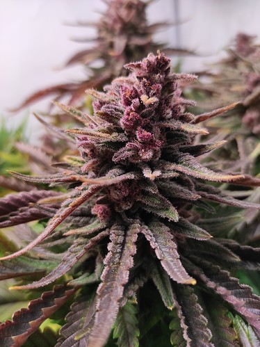 Growreport Bild 3