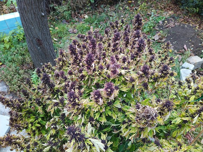 Growreport Bild 5