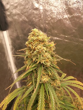 Growreport Bild 12