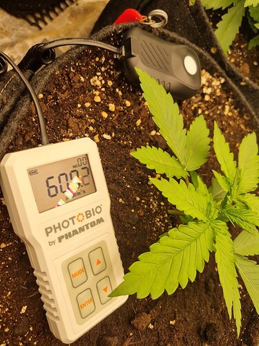 Growreport Bild 2