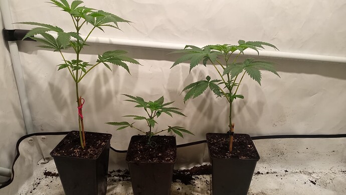 Growreport Bild 3