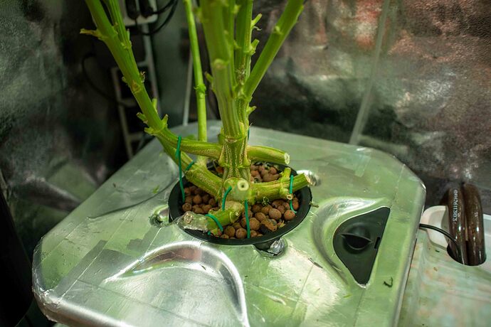 Growreport Bild 7