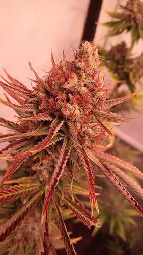 Growreport Bild 17