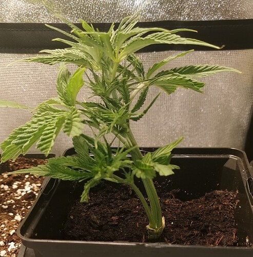Growreport Bild 19