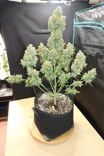 Growreport Bild 2