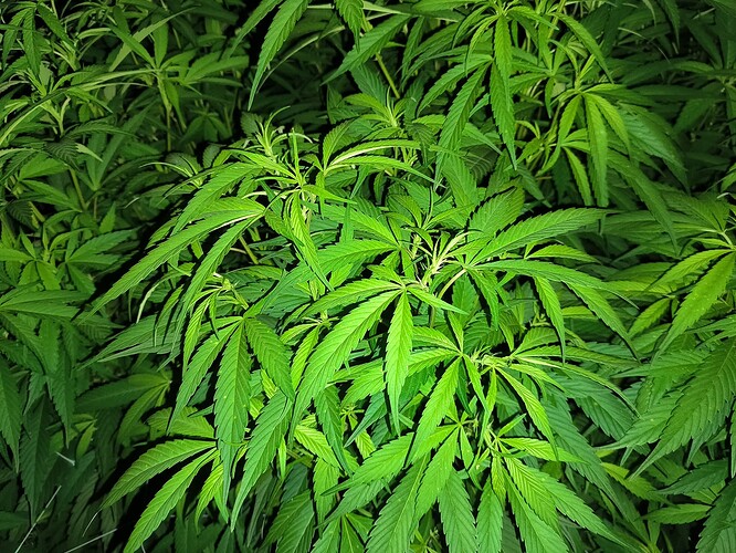 Growreport Bild 2