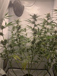 Growreport Bild 16