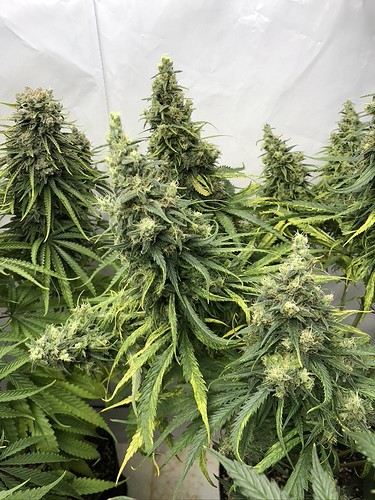 Growreport Bild 12