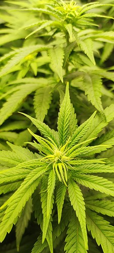 Growreport Bild 3