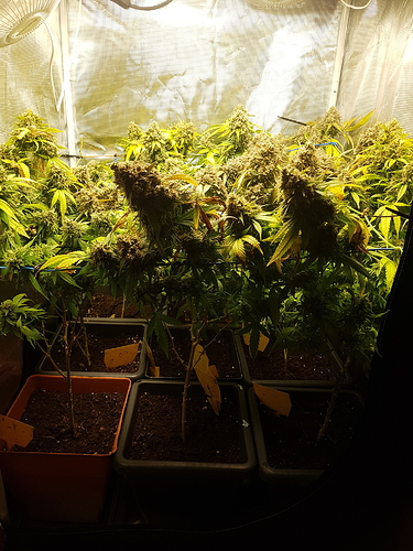 Growreport Bild 2