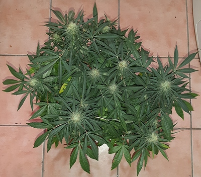 Growreport Bild 12