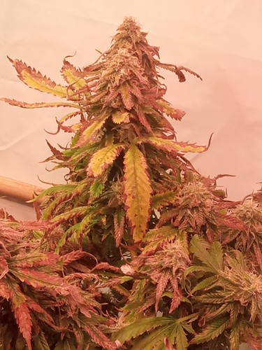 Growreport Bild 42