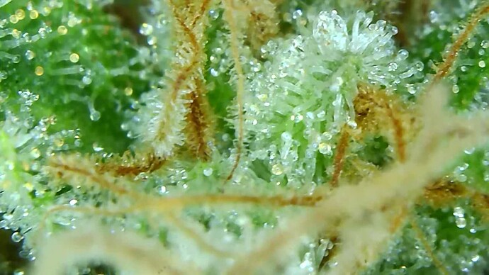 Growreport Bild 6