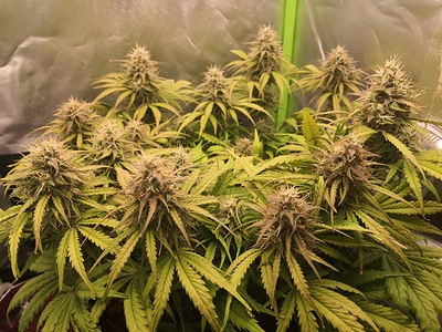 Growreport Bild 6