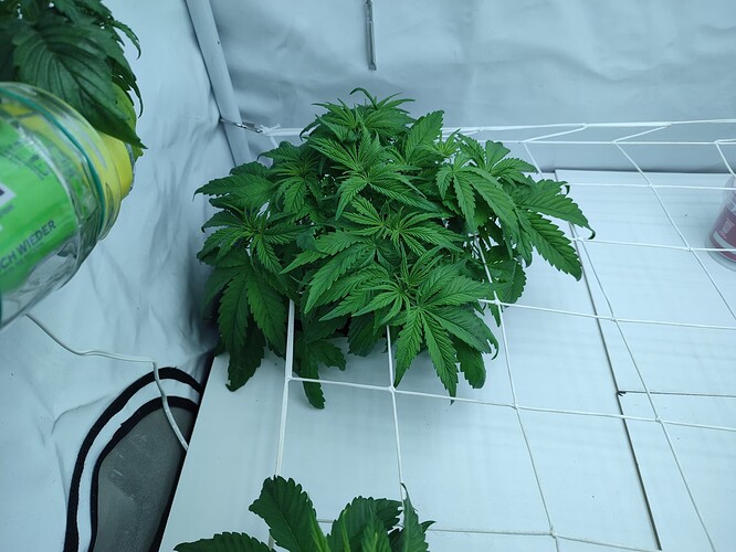 Growreport Bild 15