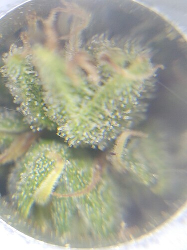 Growreport Bild 3