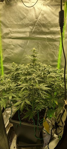 Growreport Bild 2