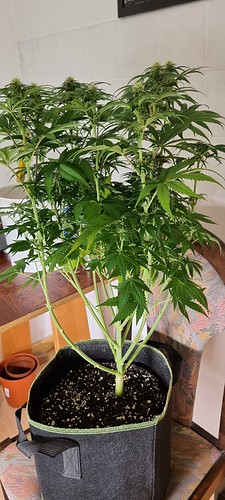 Growreport Bild 6