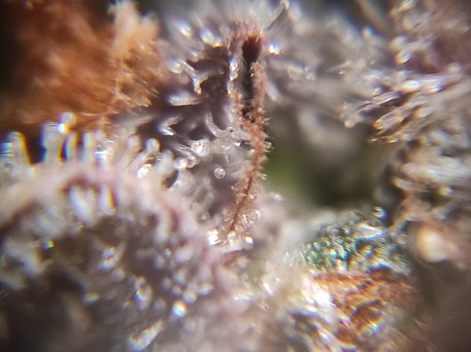 Growreport Bild 5