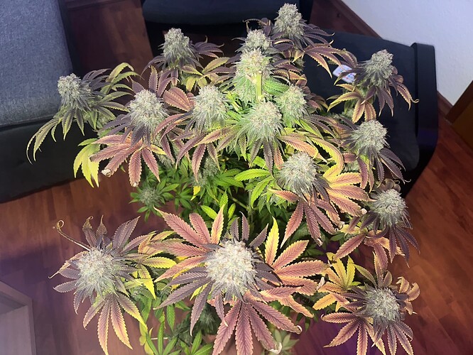 Growreport Bild 1