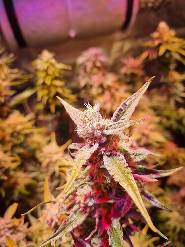 Growreport Bild 20