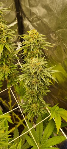 Growreport Bild 20