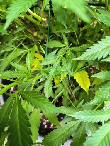 Growreport Bild 20
