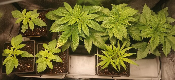 Growreport Bild 7