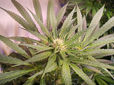 Growreport Bild 9