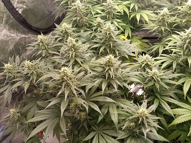 Growreport Bild 1