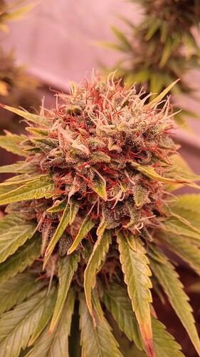 Growreport Bild 20