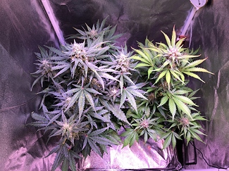 Growreport Bild 44
