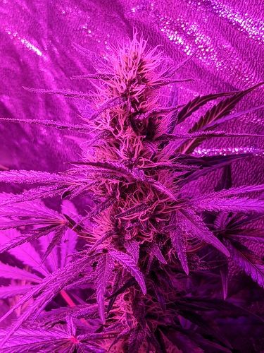 Growreport Bild 3