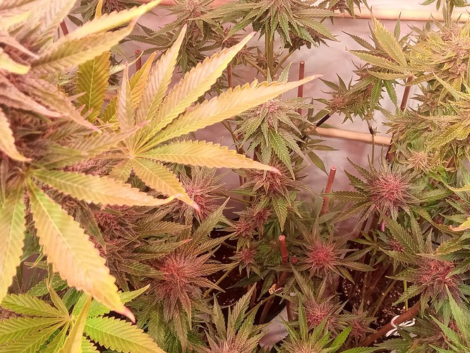 Growreport Bild 68