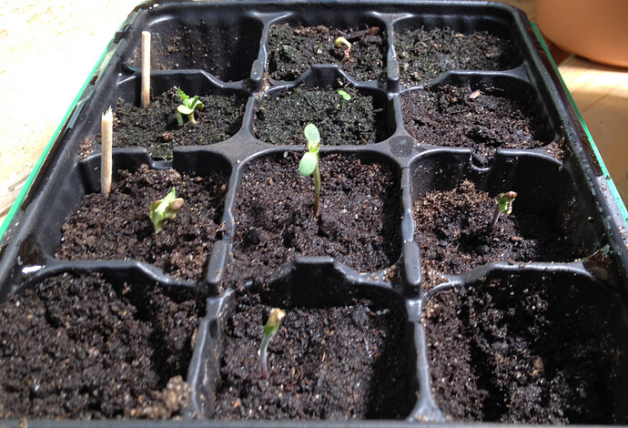 Growreport Bild 73