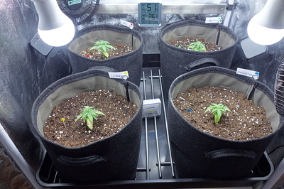Vier junge Cannabispflanzen in Vlies-Töpfen unter LED-Lampen in einer Growbox. Ein Hygrometer zeigt 51% Luftfeuchtigkeit und 26°C an.