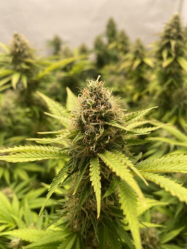 Growreport Bild 4