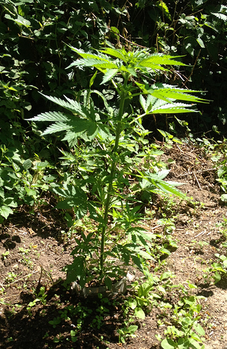 Growreport Bild 6