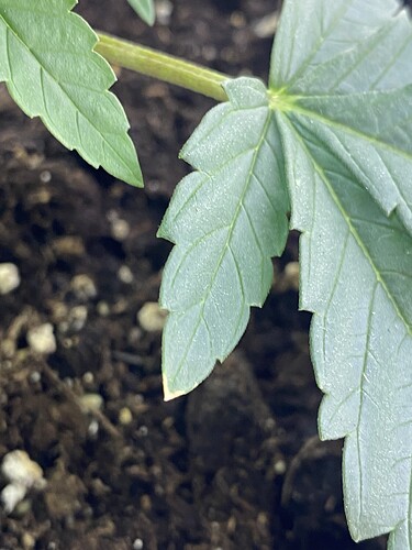 Growreport Bild 3
