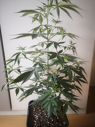Growreport Bild 2
