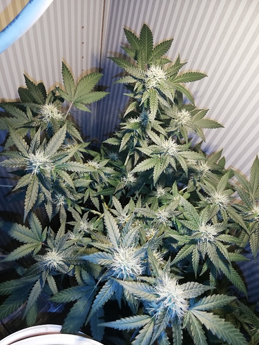 Growreport Bild 2