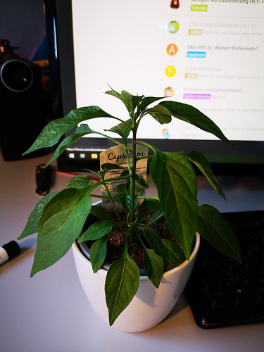 Growreport Bild 3