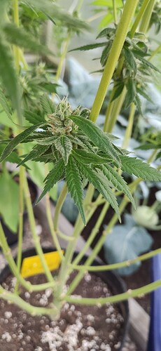 Growreport Bild 3