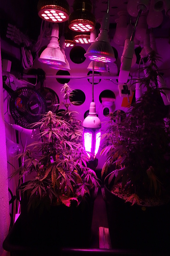 Growreport Bild 10