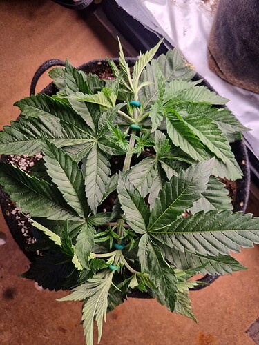 Growreport Bild 7
