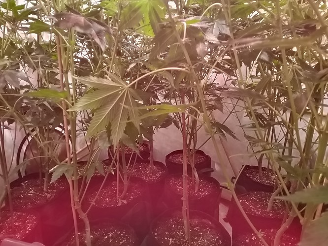 Growreport Bild 29