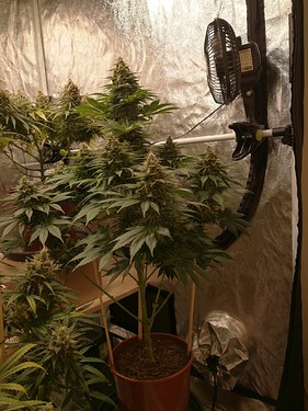 Growreport Bild 16